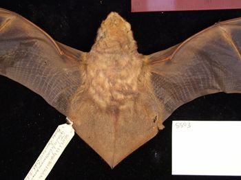Media type: image;   Mammalogy BANGS-5593